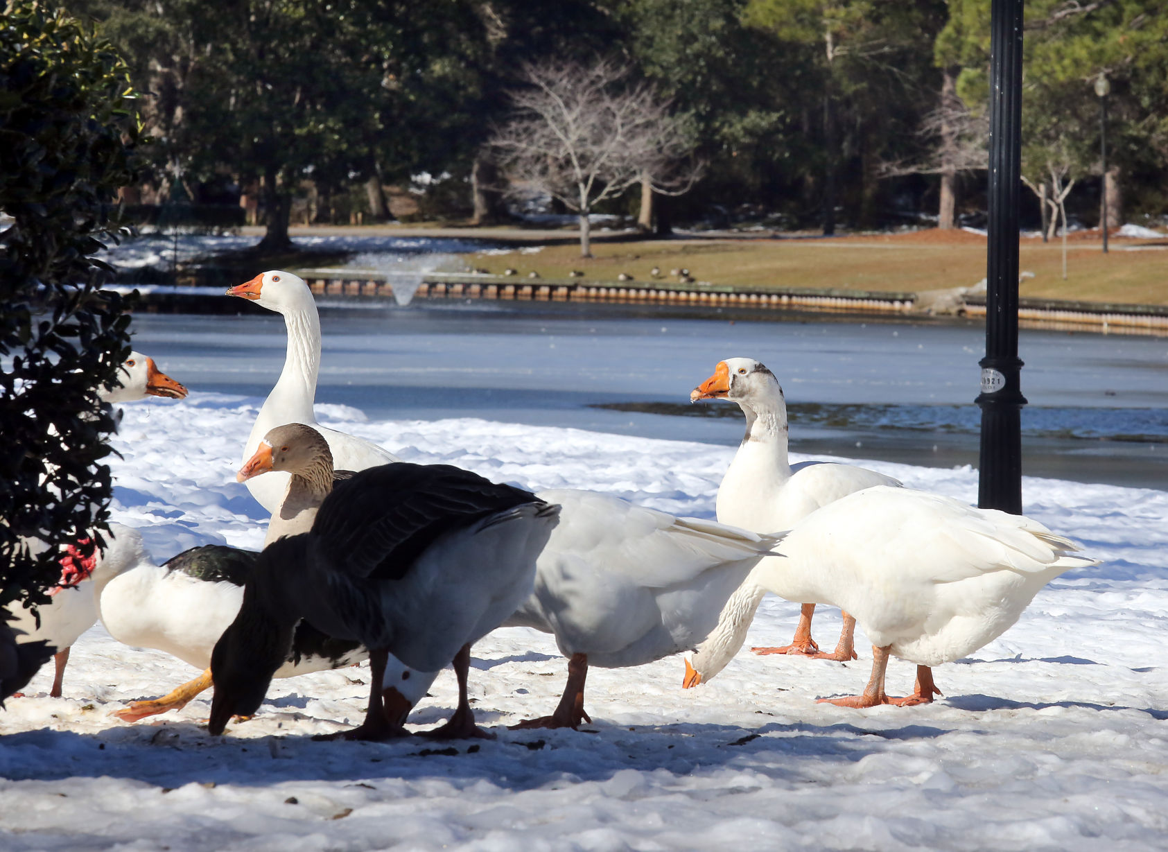 Winter Ice Clean Up